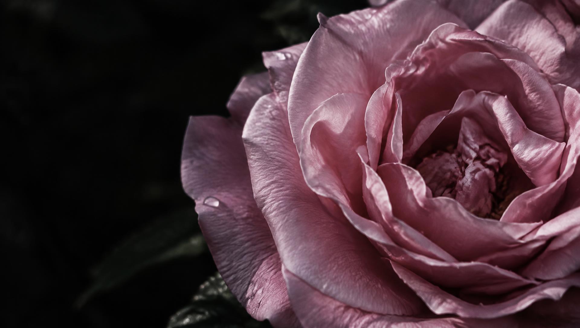 The delicate petals of a Rosa damascena flower